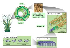 Cellulose